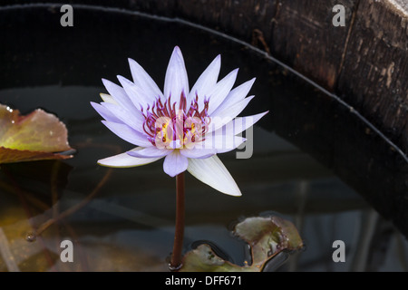 Dans l'eau du lotus pourpre foncé, poussant dans un tonneau en bois. Banque D'Images