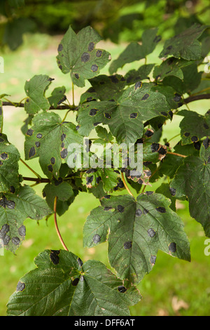 La tache goudronneuse champignon sur feuilles de sycomore Banque D'Images