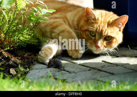 Le gingembre cat regarder la souris blessée dans le jardin. Banque D'Images