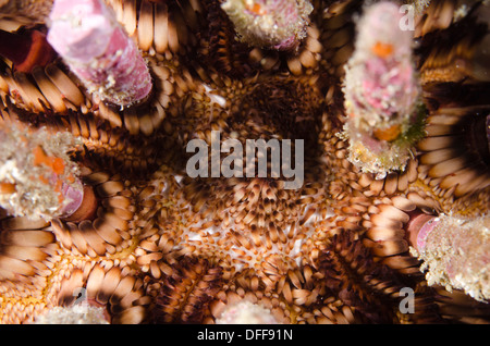 Eucidaris tribuloides chaînes sous-marines macro d'Oursin Banque D'Images