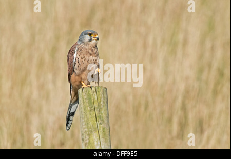 Kestrel mâle, Falco tinnunculus-perchoirs sur piquet. Uk Banque D'Images