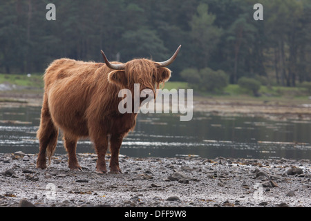 Les vaches Highland dans loch de mer. Île de Mull. L'Ecosse Banque D'Images