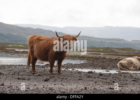 Les vaches Highland dans loch de mer. Île de Mull. L'Ecosse Banque D'Images