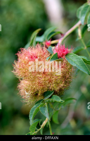 Robin's Pincushion, Bedeguar Diplolepsis rosae Gall (WASP) sur dog rose. Banque D'Images