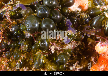 Valonia ventricosa, aussi connu sous le nom de "algues bulle' et 'sailors' globes oculaires. Banque D'Images