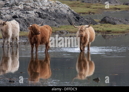 Les vaches Highland dans loch de mer. Île de Mull. L'Ecosse Banque D'Images