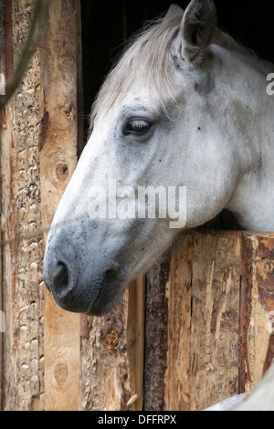 Profil gros plan tête de cheval gris debout dans les enclos Banque D'Images