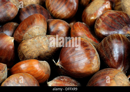 Châtaignes cru entier dans les coquilles. Banque D'Images