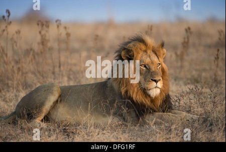 Lion couché en terre ouverte Banque D'Images