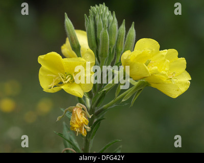 Onagre commune / Oenothera biennis Nachtkerze / Gewöhnliche Banque D'Images