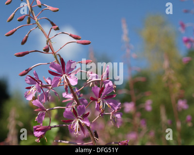 L'épilobe, Grand Willow-herb, Rosebay Willowherb / Chamerion augustifolium / Schmalblättriges Weidenröschen Banque D'Images