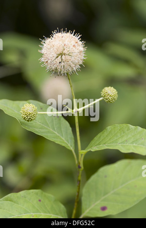 Cephalanthus occidentalis céphalanthe occidental, commun Banque D'Images