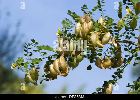 La vessie commun senna, Colutea arborescens Banque D'Images