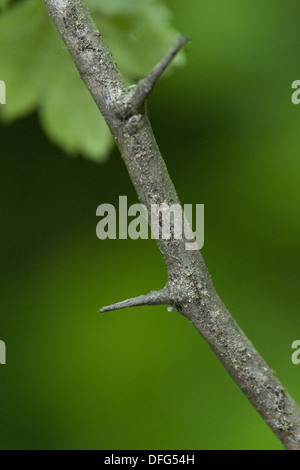 Scieries de l'aubépine, Crataegus laevigata Banque D'Images