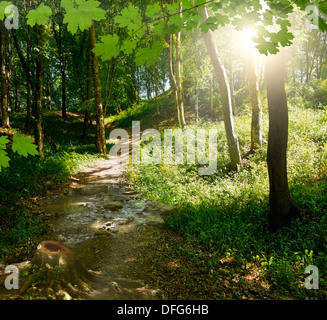 Sentier entre les arbres en vert forêt sombre Banque D'Images