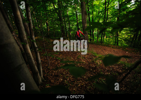 Young adult woman riding un vélo de montagne, dans une forêt, en Pologne. Banque D'Images