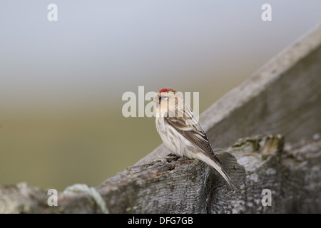 L'Arctique canadien Le Sizerin flammé Carduelis Hornemann hornemanni hornemanni , Shetland, Écosse, Royaume-Uni Banque D'Images