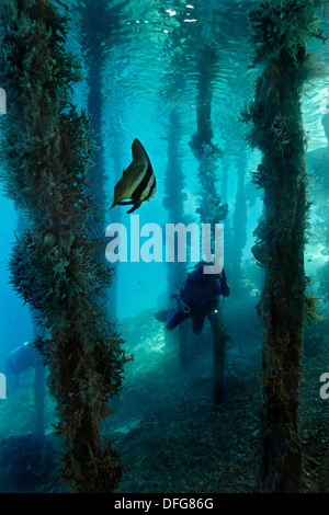 Petit Platax Platax teira () sous une jetée avec un plongeur, Raja Ampat, Papouasie occidentale, en Indonésie Banque D'Images