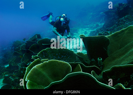 Coraux velours (Montipora sp.) et d'un plongeur, Raja Ampat, Papouasie occidentale, en Indonésie Banque D'Images