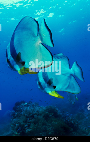 Petit Platax Platax teira (), Raja Ampat, Papouasie occidentale, en Indonésie Banque D'Images