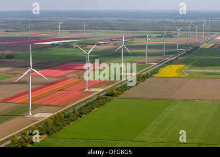 Les éoliennes, les champs de tulipes, vue aérienne, Zeewolde, Flevoland, Pays-Bas Banque D'Images