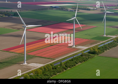 Les éoliennes, les champs de tulipes, vue aérienne, Zeewolde, Flevoland, Pays-Bas Banque D'Images