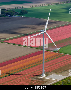 Les éoliennes, les champs de tulipes, vue aérienne, Zeewolde, Flevoland, Pays-Bas Banque D'Images