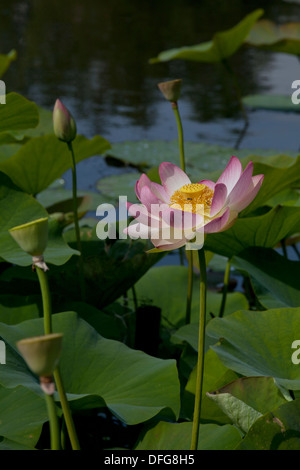 Fleur de Lotus ou un Indien Lotus sacré (Nelumbo nucifera), Schleswig-Holstein, Allemagne Banque D'Images