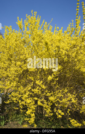 Border forsythia, Forsythia x intermedia Banque D'Images