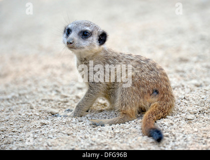 Meerkat ou Suricate (Suricata suricatta) pup, originaire d'Afrique, captive, Bade-Wurtemberg, Allemagne Banque D'Images