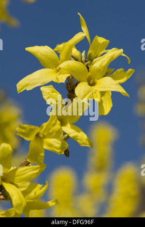 Border forsythia, Forsythia x intermedia Banque D'Images