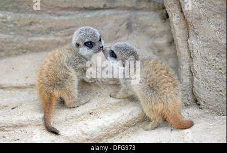 Les suricates ou suricates (Suricata suricatta) petits, ca. 3 semaines, jouant, originaire d'Afrique, captive, Bade-Wurtemberg, Allemagne Banque D'Images