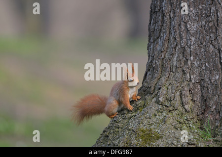 Écureuil rouge eurasiennes ou de l'Écureuil roux (Sciurus vulgaris) assis sur un arbre, Saxe, Allemagne Banque D'Images