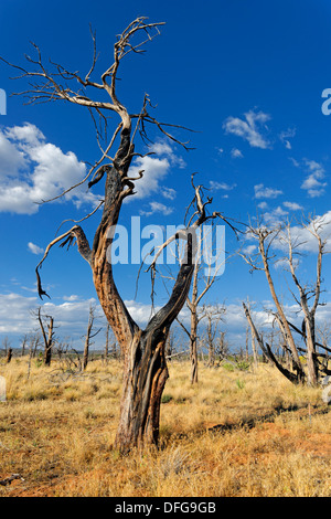 Paysage dévasté avec arbres morts après un incendie de forêt en 2002, Cedar Tree Tower, le Parc National de Mesa Verde, Colorado Banque D'Images