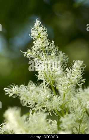 Manna ash Fraxinus ornus, Banque D'Images