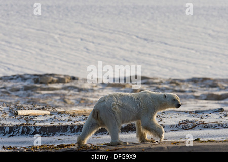 L'ours polaire (Ursus maritimus), homme, marchant sur la plage, Kvitøya, archipel du Svalbard, Svalbard et Jan Mayen (Norvège) Banque D'Images