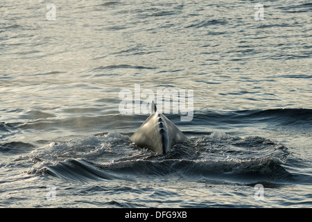 Baleine à bosse (Megaptera novaeangliae) sur la surface de l'eau, Barentsse, Nordaustlandet, archipel du Svalbard Banque D'Images