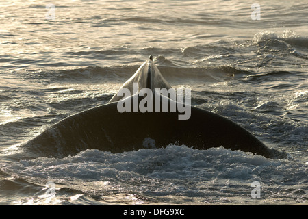 Plongée d'un Fluke Baleine à bosse (Megaptera novaeangliae), mer de Barents, Nordaustlandet, archipel du Svalbard Banque D'Images