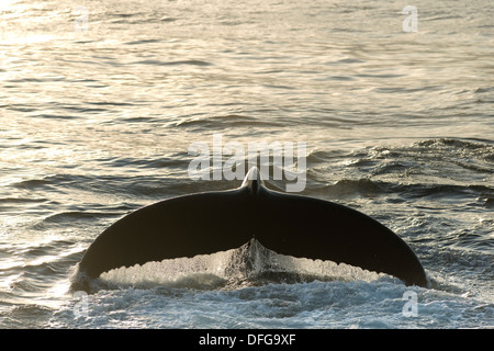 Plongée d'un Fluke Baleine à bosse (Megaptera novaeangliae), mer de Barents, Nordaustlandet, archipel du Svalbard Banque D'Images