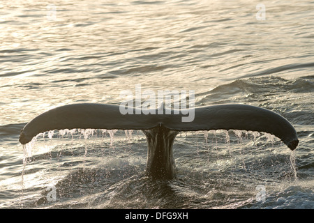 Plongée d'un Fluke Baleine à bosse (Megaptera novaeangliae), mer de Barents, Nordaustlandet, archipel du Svalbard Banque D'Images