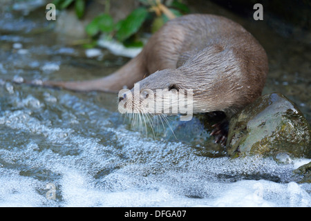 La loutre (Lutra lutra), captive, Sihlwald, Canton de Zurich, Suisse Banque D'Images