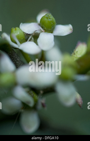 Houx commun Ilex aquifolium, Banque D'Images