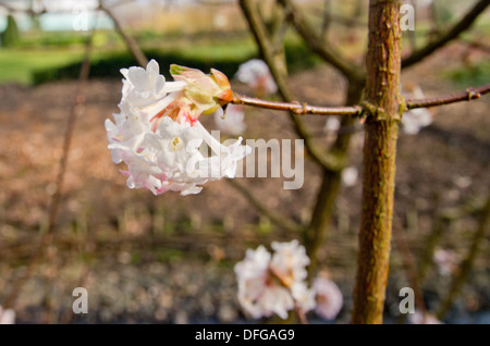 Croix de la viorne Bodnantense Charles Lamont Banque D'Images