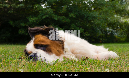 Un grand saint Bernard chien pose dans l'herbe Banque D'Images