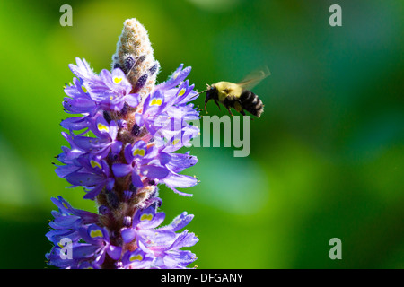 Une abeille en vol s'apprête à atterrir sur une fleur et recueillir le pollen. Banque D'Images
