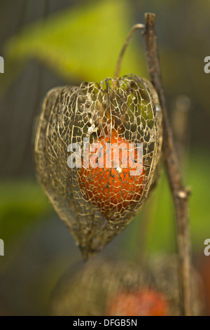 Cerise de la vessie, Physalis alkekengi Banque D'Images