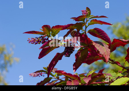 Du phytolaque (pokeweed) américain, Phytolacca americana Banque D'Images