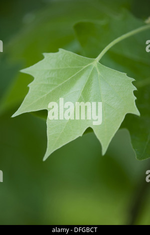 Avion à destination de Londres, Platanus x hispanica Banque D'Images