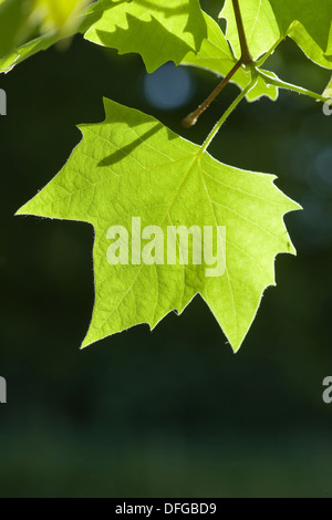 Avion à destination de Londres, Platanus x hispanica Banque D'Images