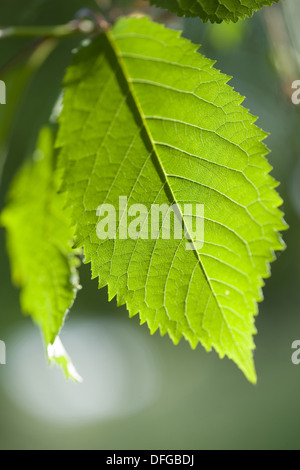 Le merisier, Prunus avium Banque D'Images